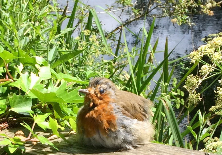 A Robin's story of sadness and happiness