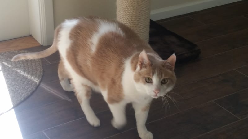 What Our Animal Companions Teach Us About Life, Love & Loss