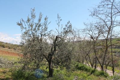 La Potatura dell'Olivo