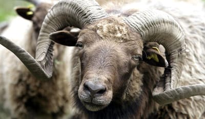 Wollkraut Adventskalender 2022 - 1 - The Skudde Sheep