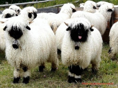 2. The Valais Blacknose