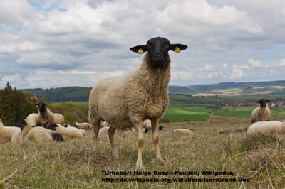 3. The Rhönschaf