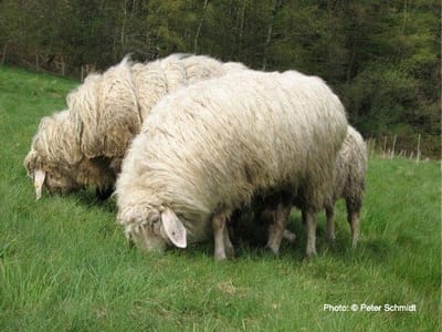 5. The White Mountain Sheep