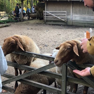 6. The Coburger Fuchsschaf