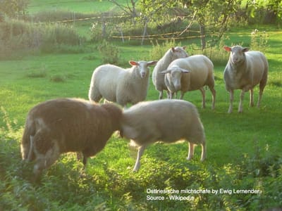 8. The East Friesian Milk Sheep