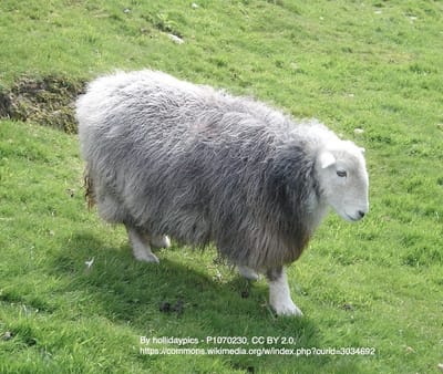 9. The Herdwick