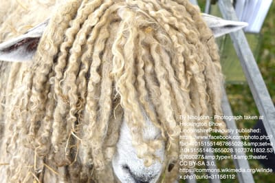 7. The Lincoln sheep
