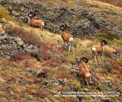 11. The Argali - a wild sheep fleece