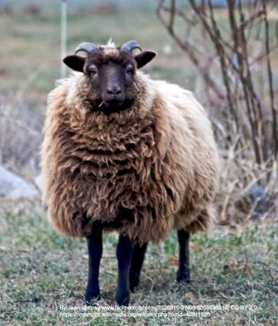 12. The Shetland Sheep