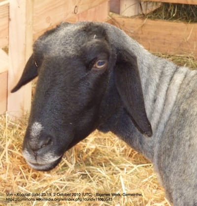 13. The Alpines Steinschaf