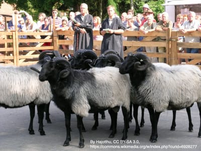 14. The Heidschnucke