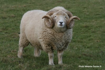 15. The Exmoor Horn Sheep