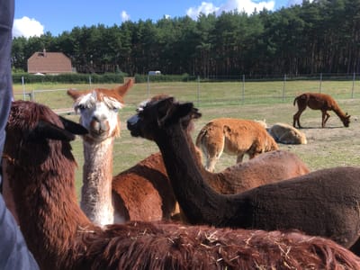 17, 18, 19, 20 Alpaca, Polwarth, Zwartbless and Suffolk