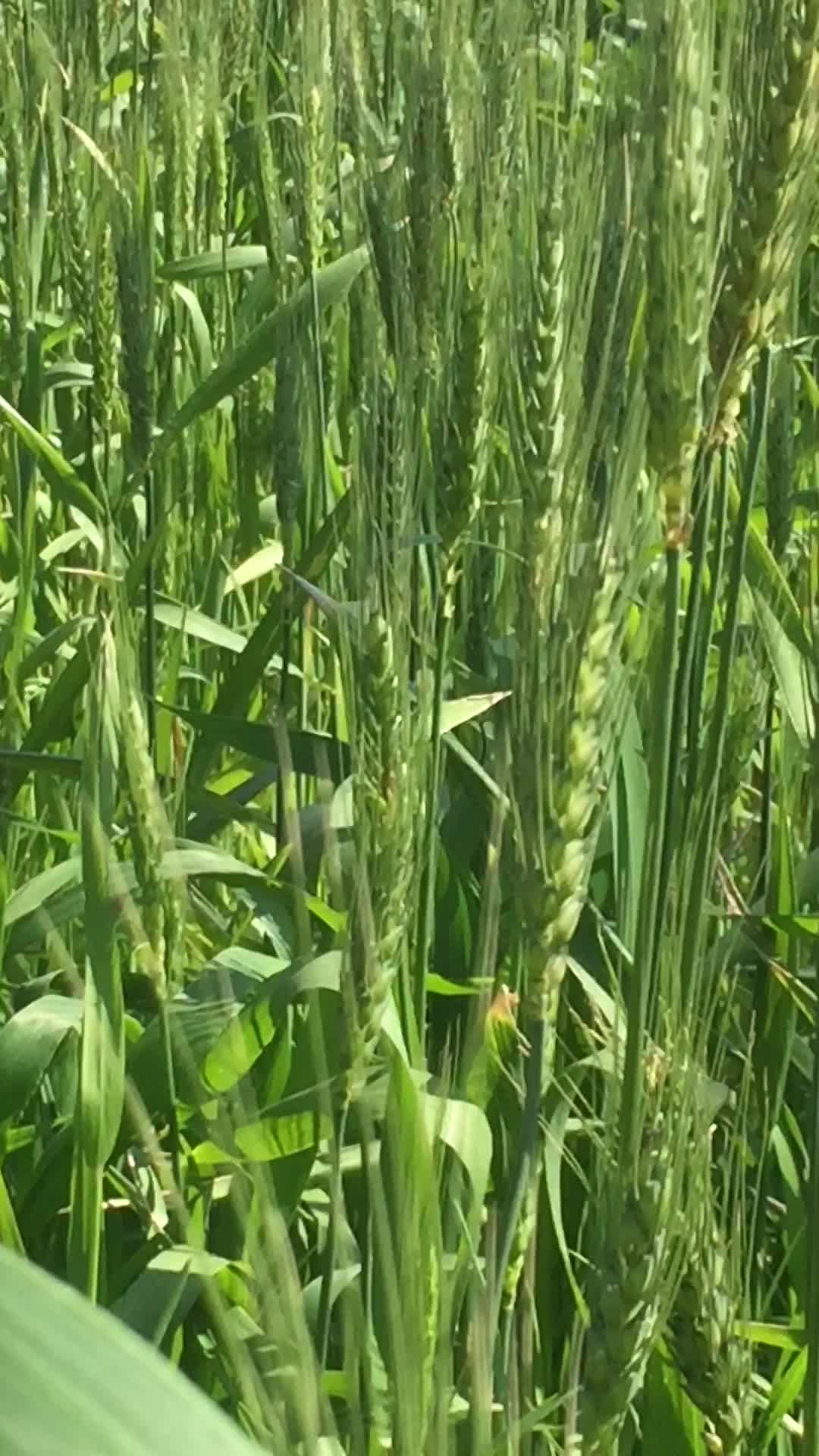 Healthy and vigorous wheat crop in Nabatiyeh land