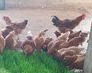 Animal Natural Feed