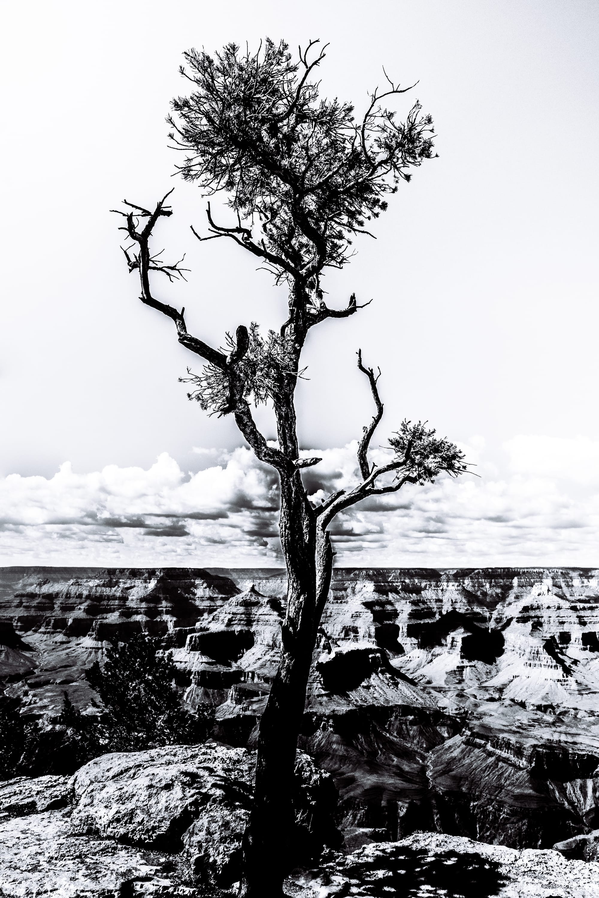 DRY TREE IN GRAND CANYON NATIONAL PARK, SOUTH RIM, AZ / B&W