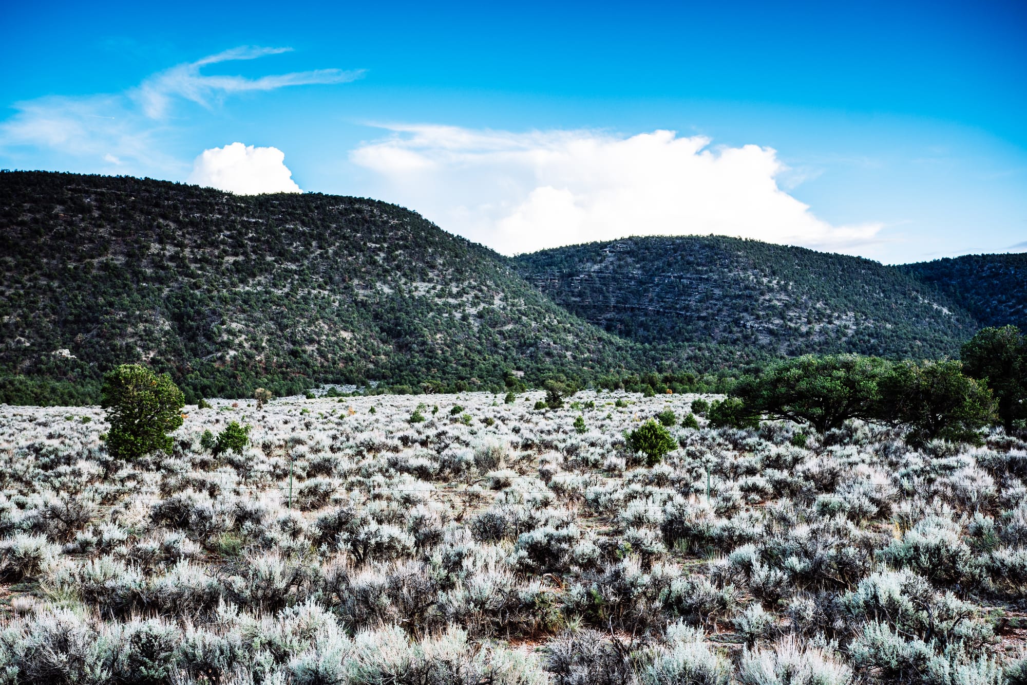 LOVELY DAY IN THE DESERT, ARIZONA