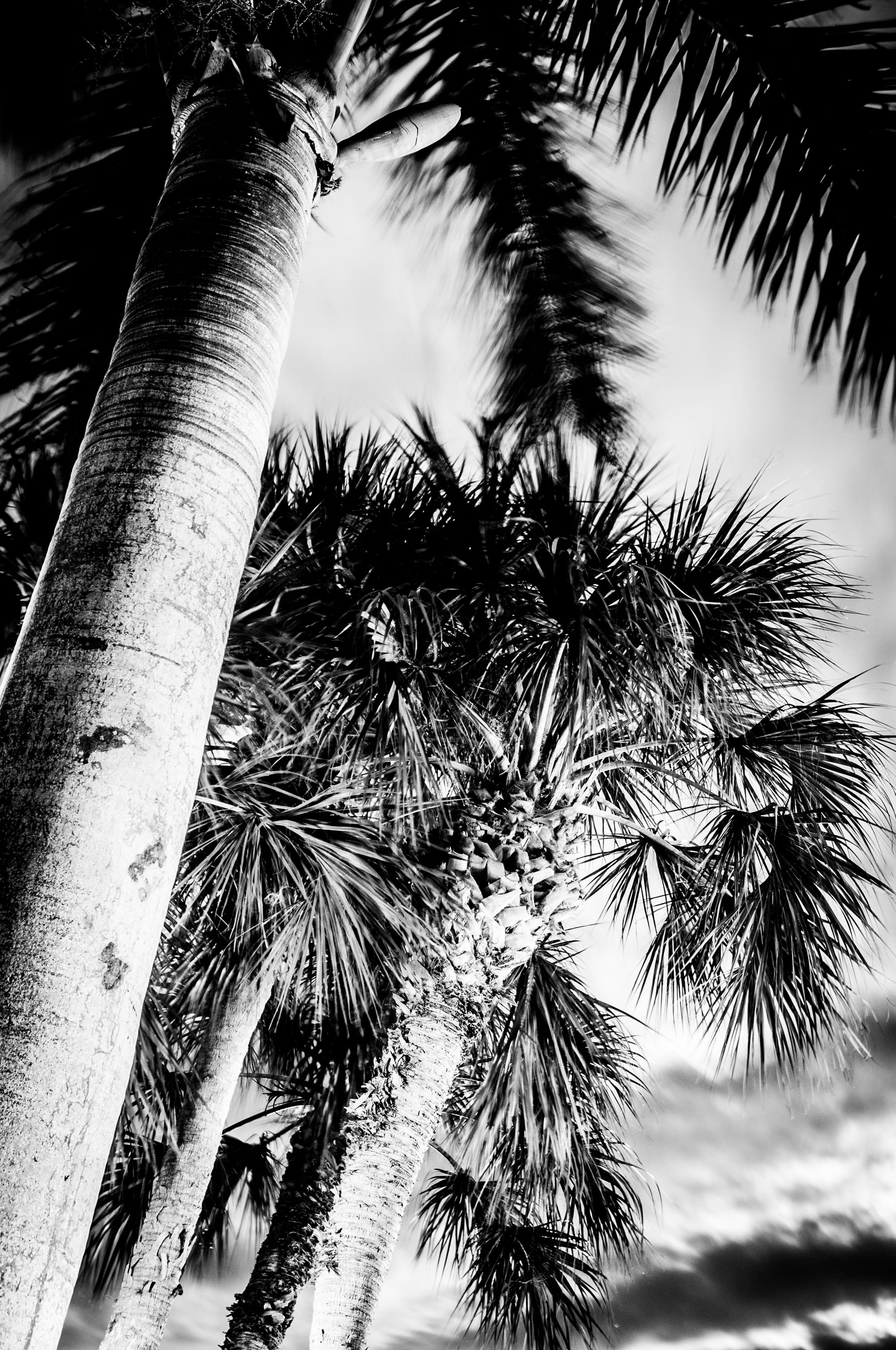 PALM TREES IN SUNSET | MARCO ISLAND, FL | B&W