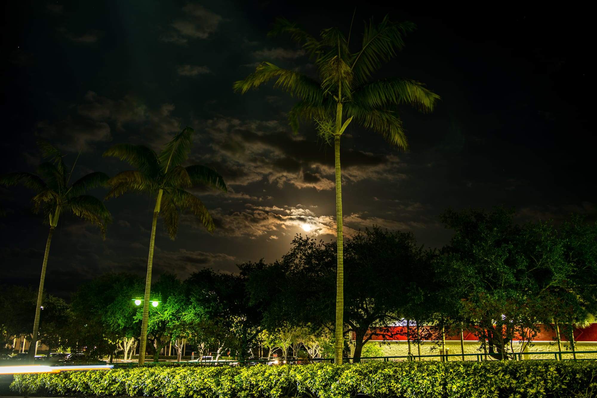 PALM TREES IN SUNSET | MARCO ISLAND, FL