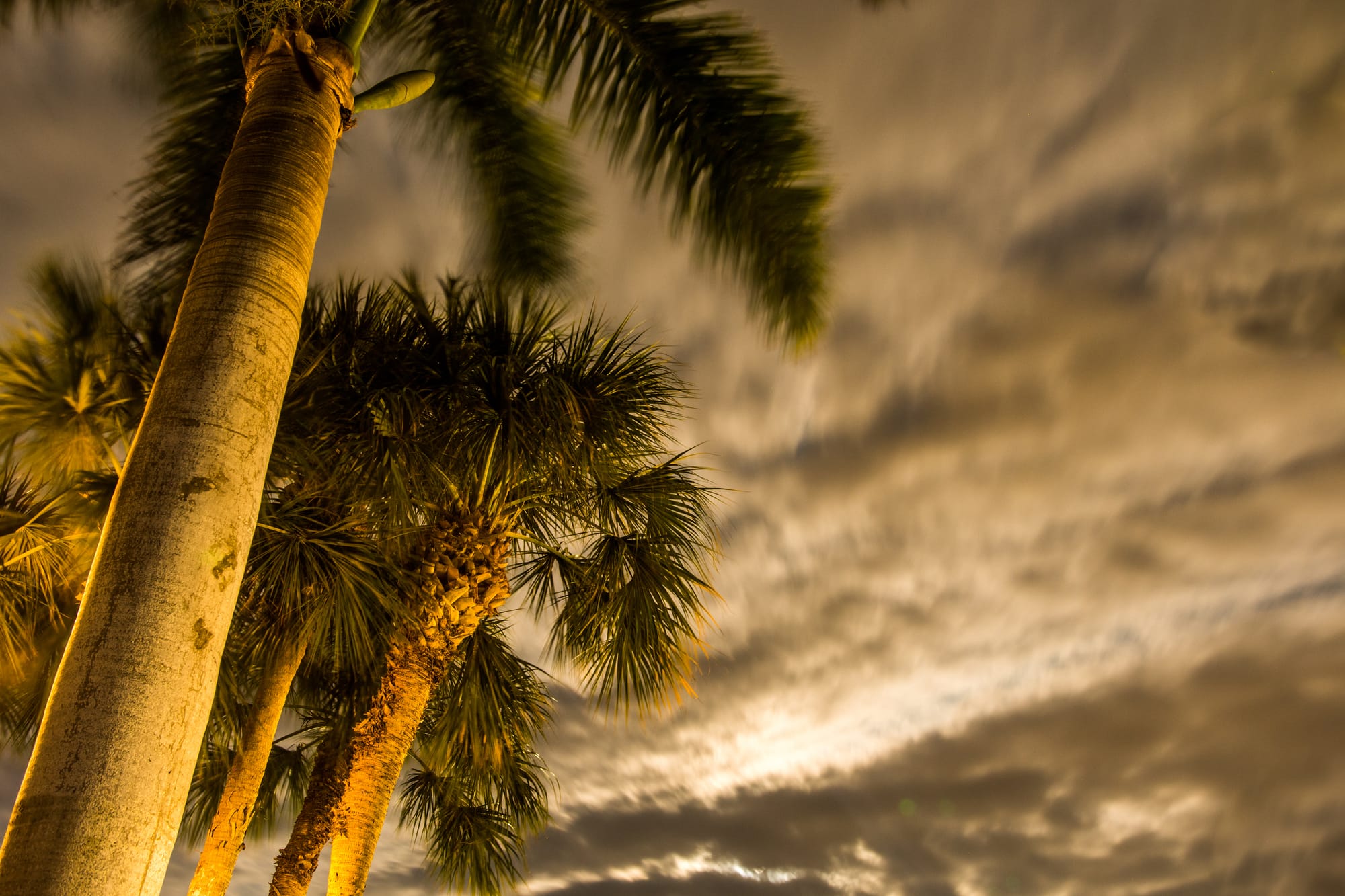 PALM TREES IN SUNSET | MARCO ISLAND, FL