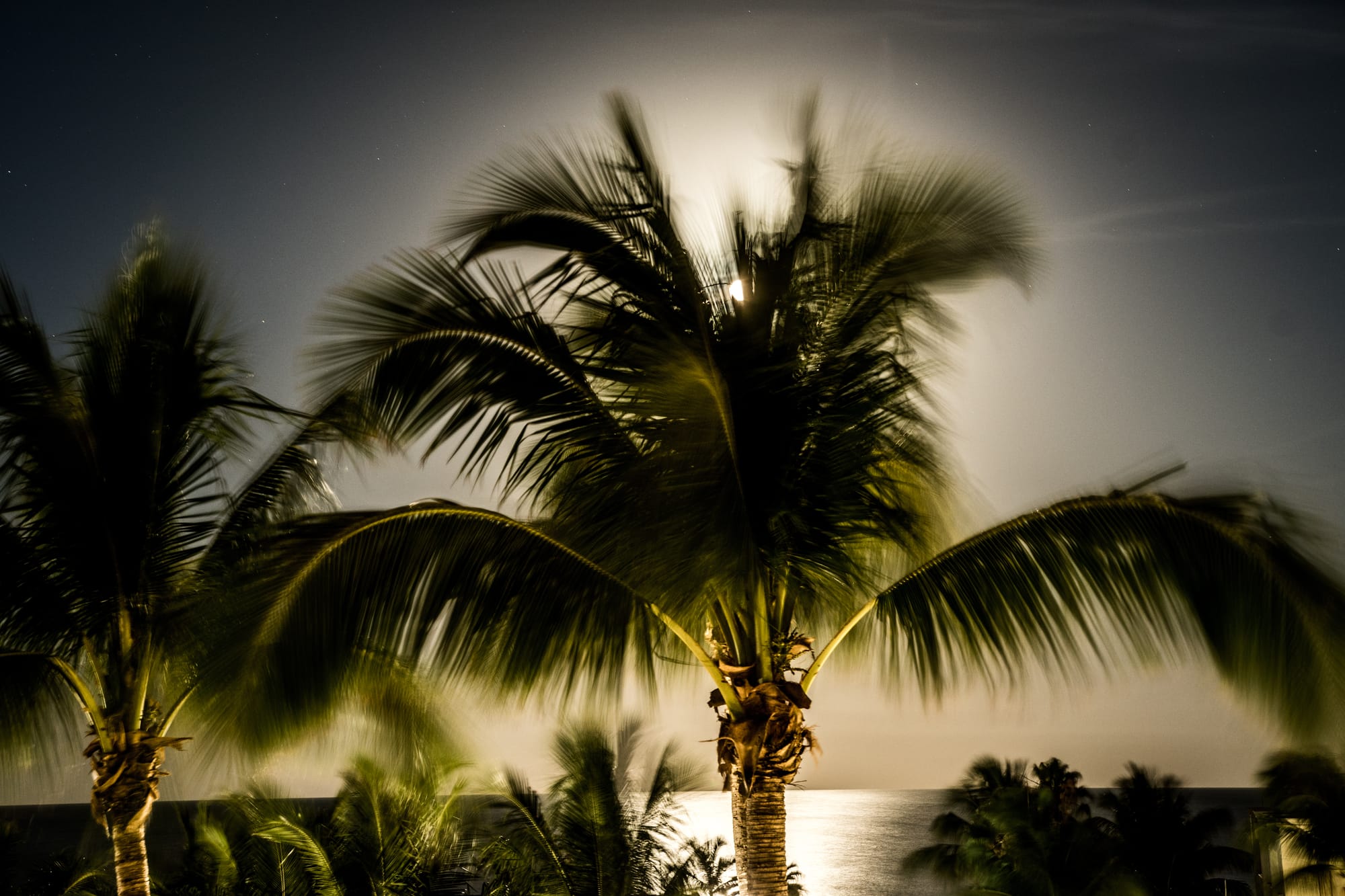 PALM TREES / SUNRISE IN MARCO ISLAND, FL