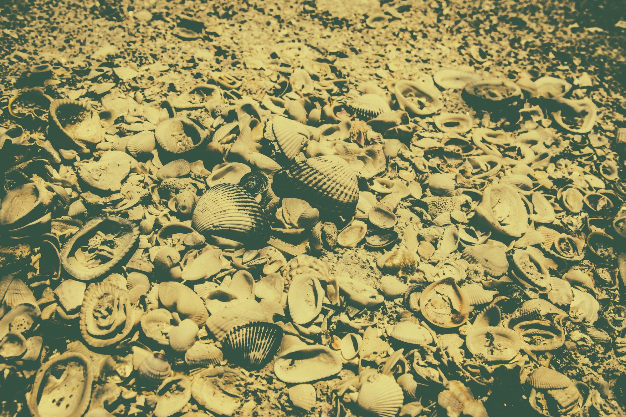 SEASHELLS