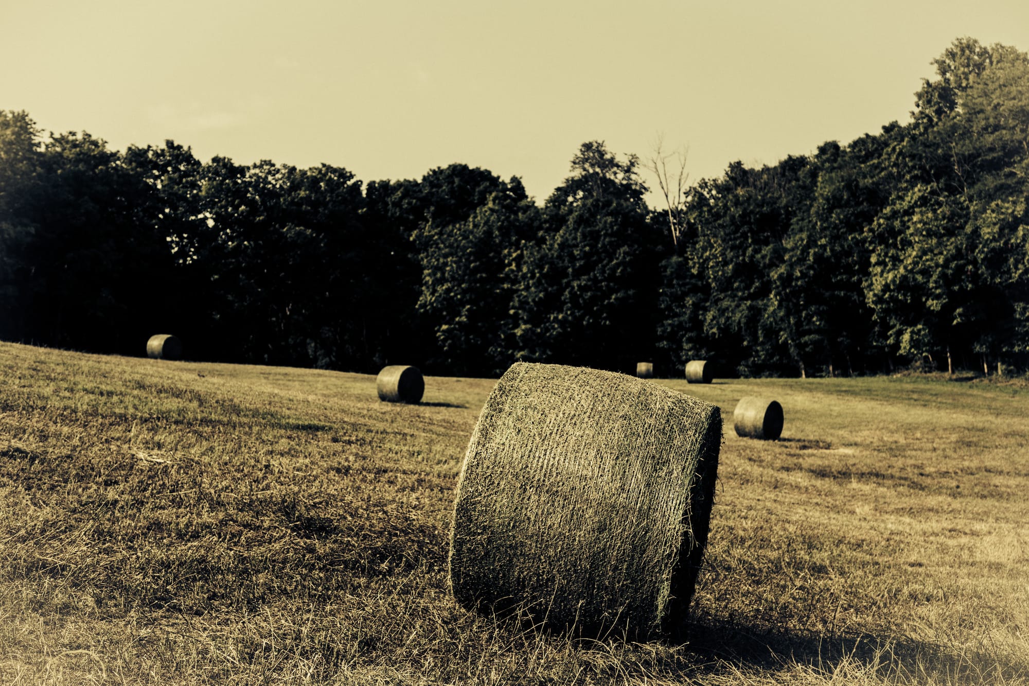 KENTUCKY FARM B&W