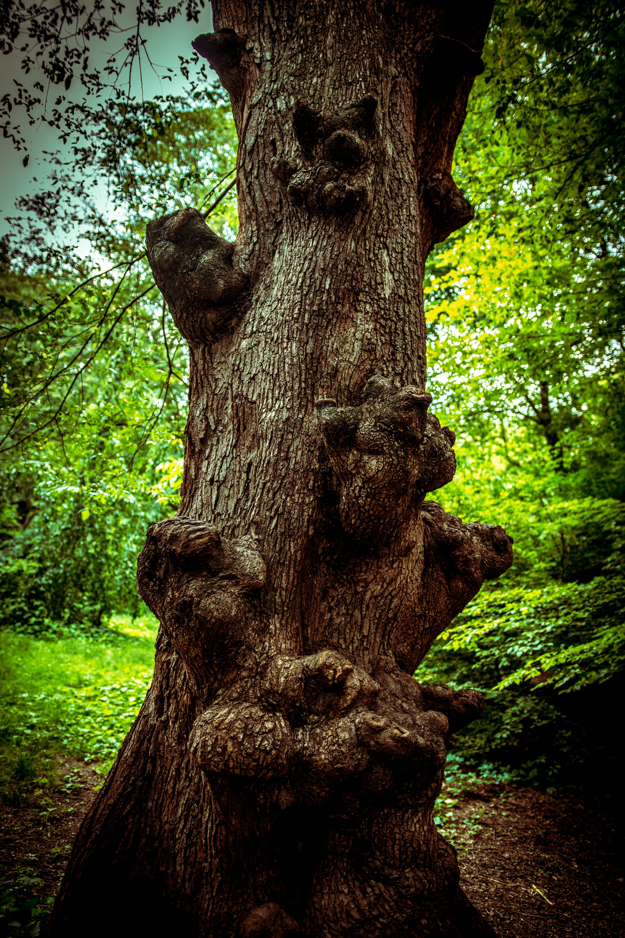 MYTHICAL TREE / CENTRAL PARK, NYC