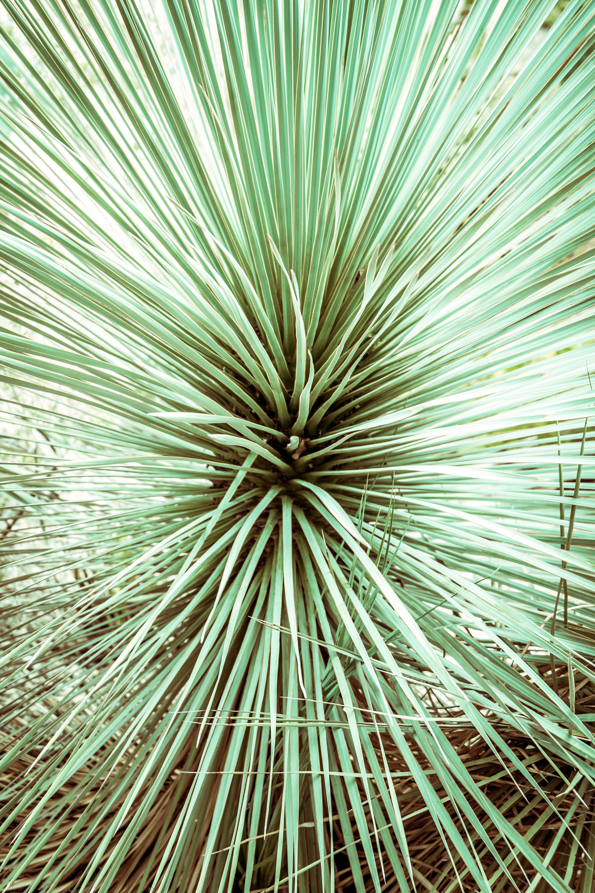 YUCCA ROSTRATA GREEN