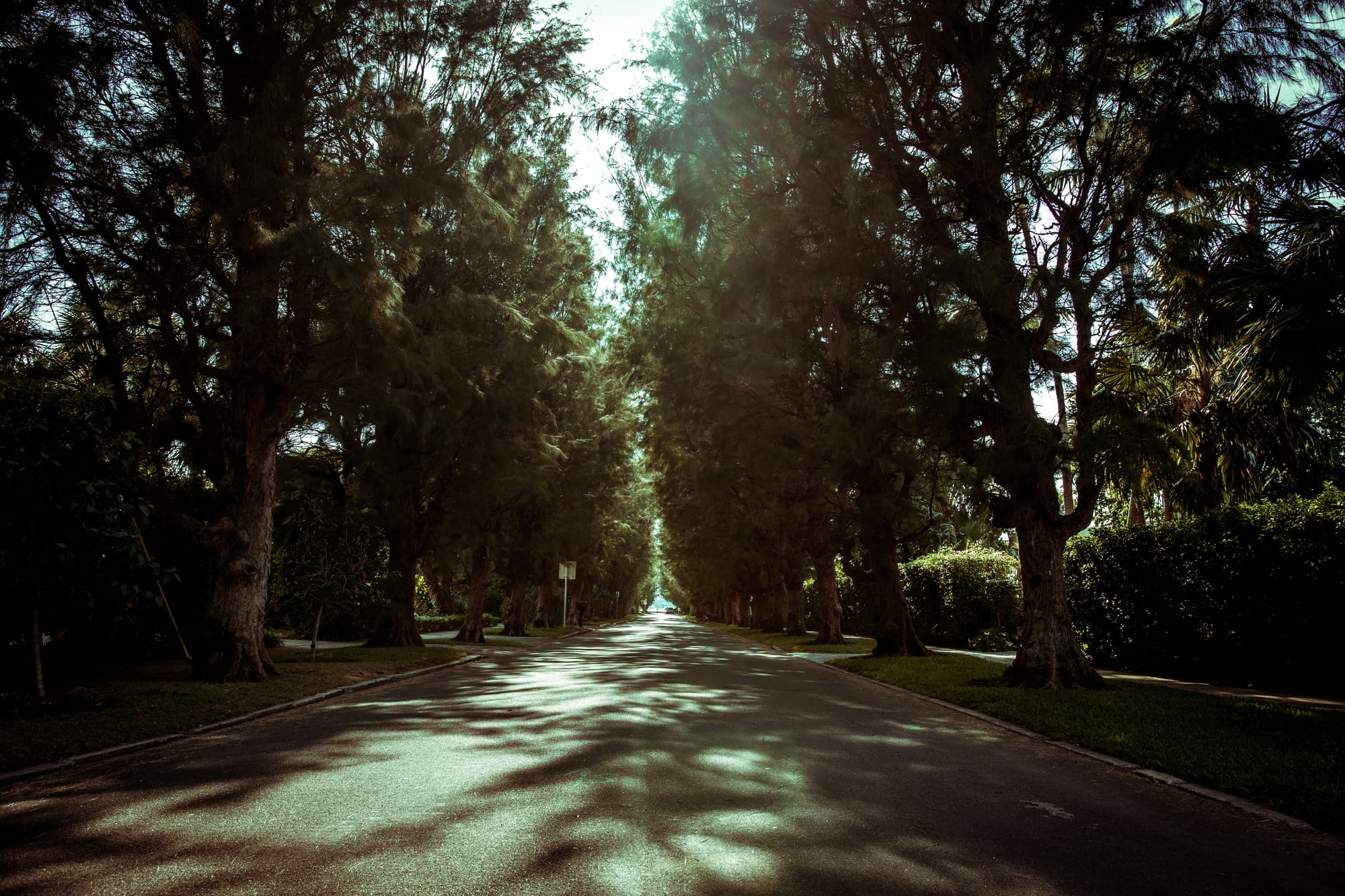 TREE TUNNEL ROAD WITH SPANISH MOSS IN A BEAUTIFUL SUNNY DAY / FLORIDA