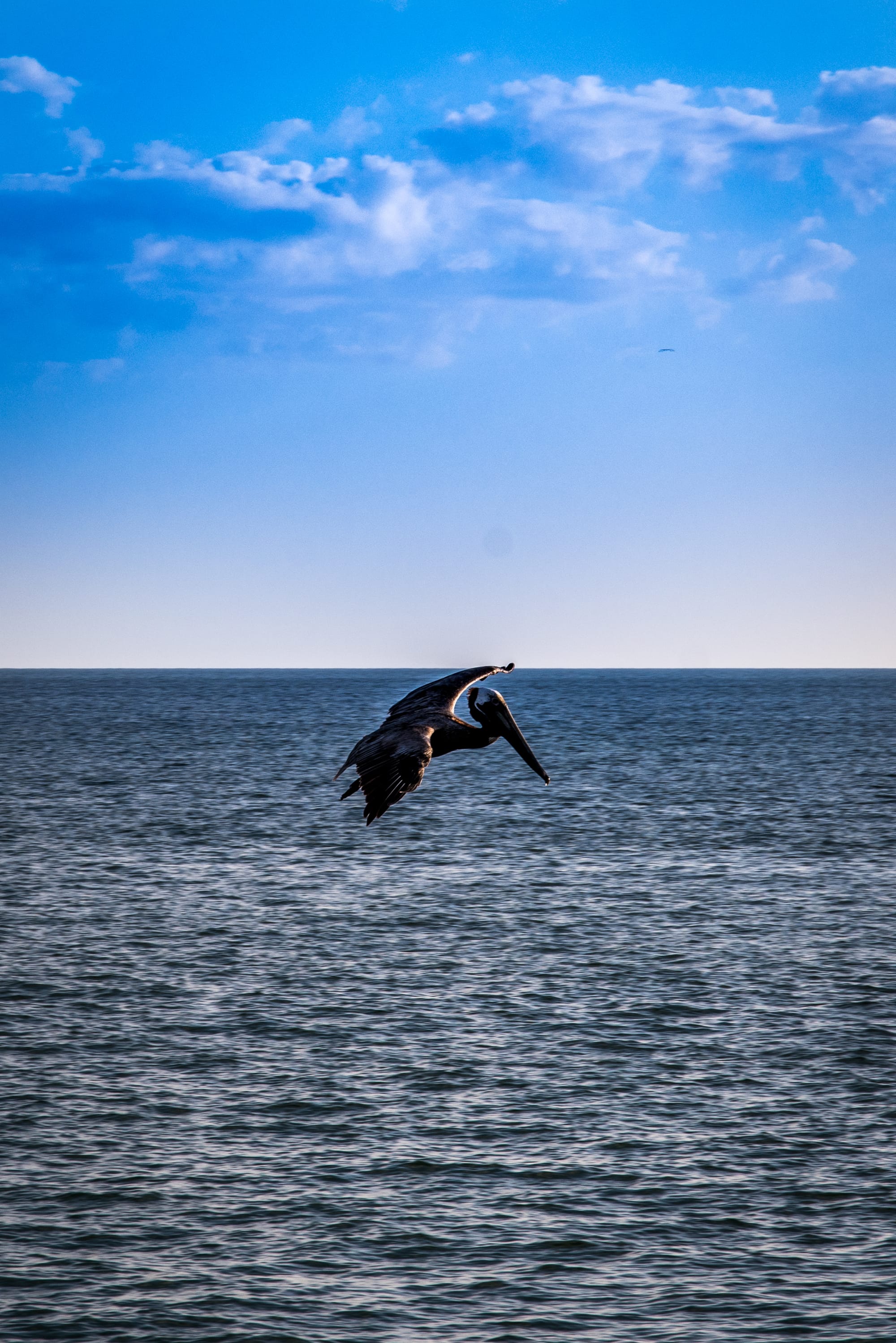 PELICAN LOOKING FOR DINER