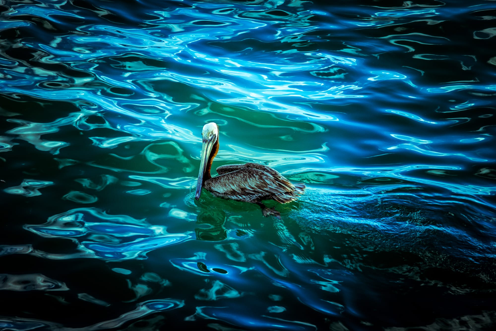 PELICAN IN THE OCEAN