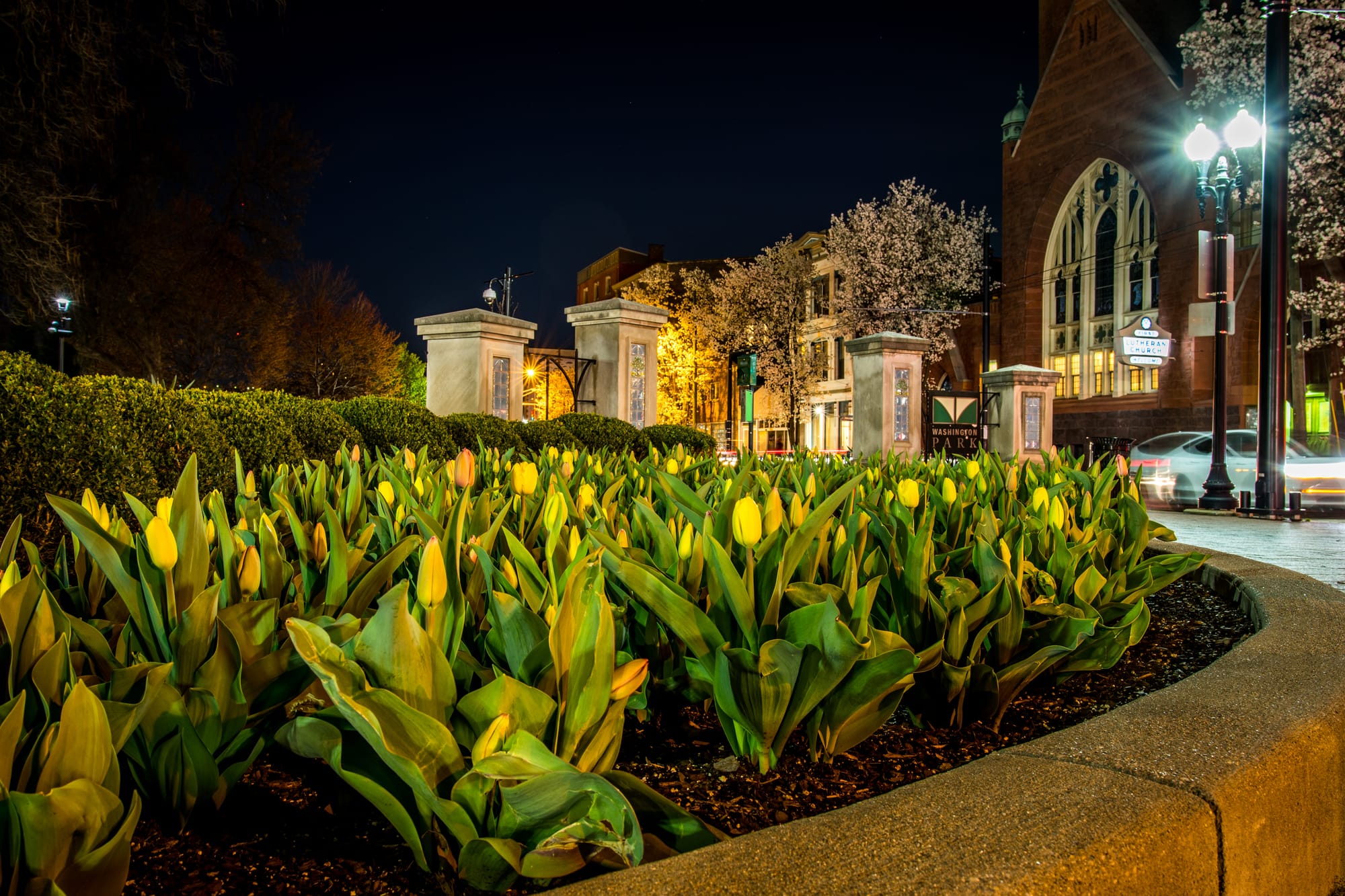 TULIP FLOWERBED IN WASHINGTON PARK, CINCINNATI, OH