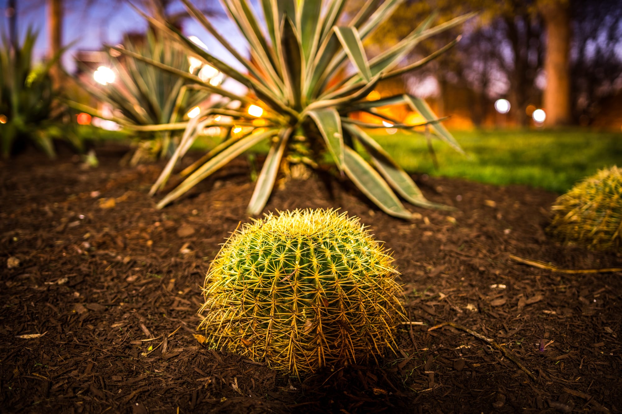 ECHINOCACTUS IN WASHINGTON PARK, CINCINNATI, OH