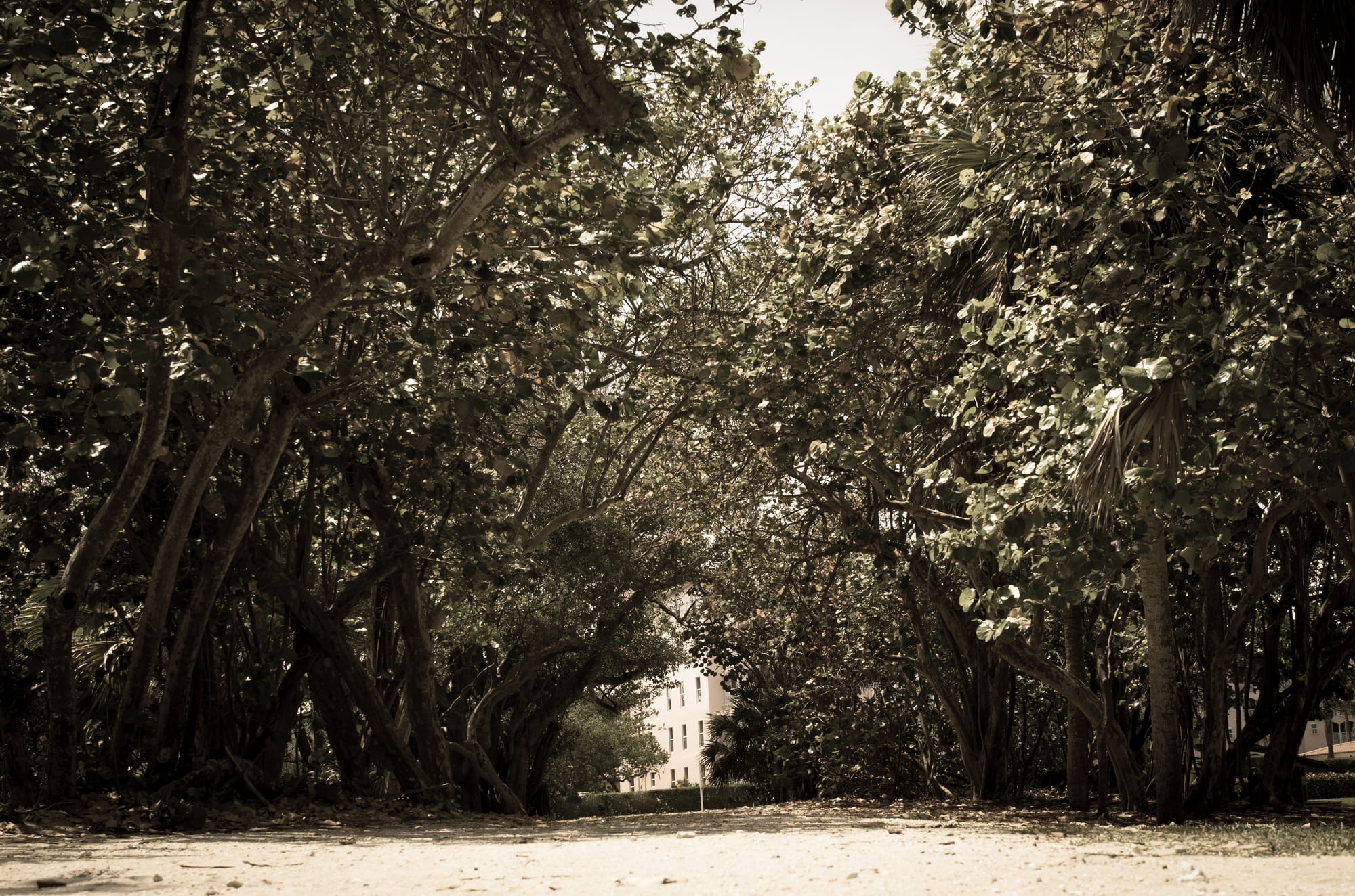 A BEAUTIFUL TREE TUNNEL ROAD WITH SPANISH MOSS IN FLORIDA