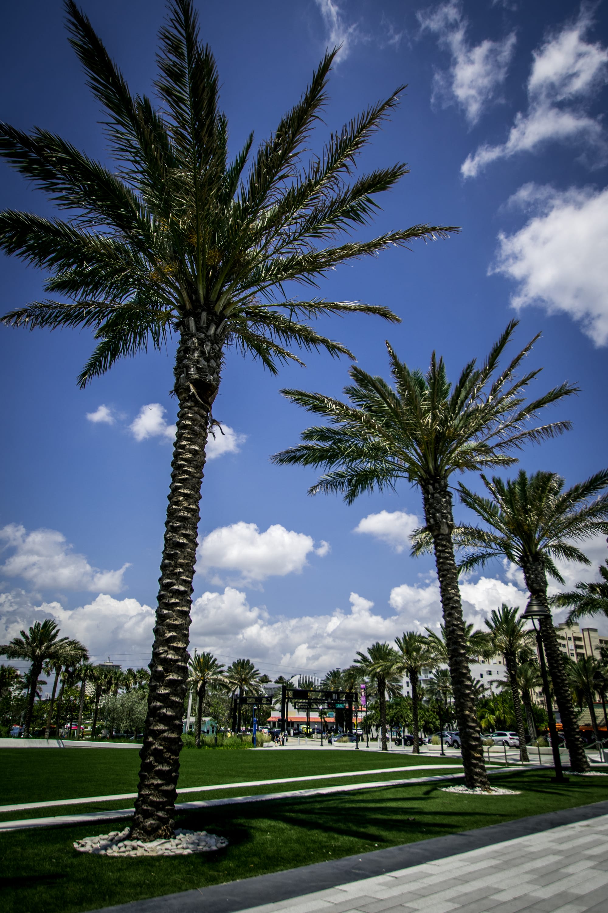 TALL PALM TREES WITH BLUE SKY AND CLOUDS ON FORT LAUDERDALE BEACH, FL