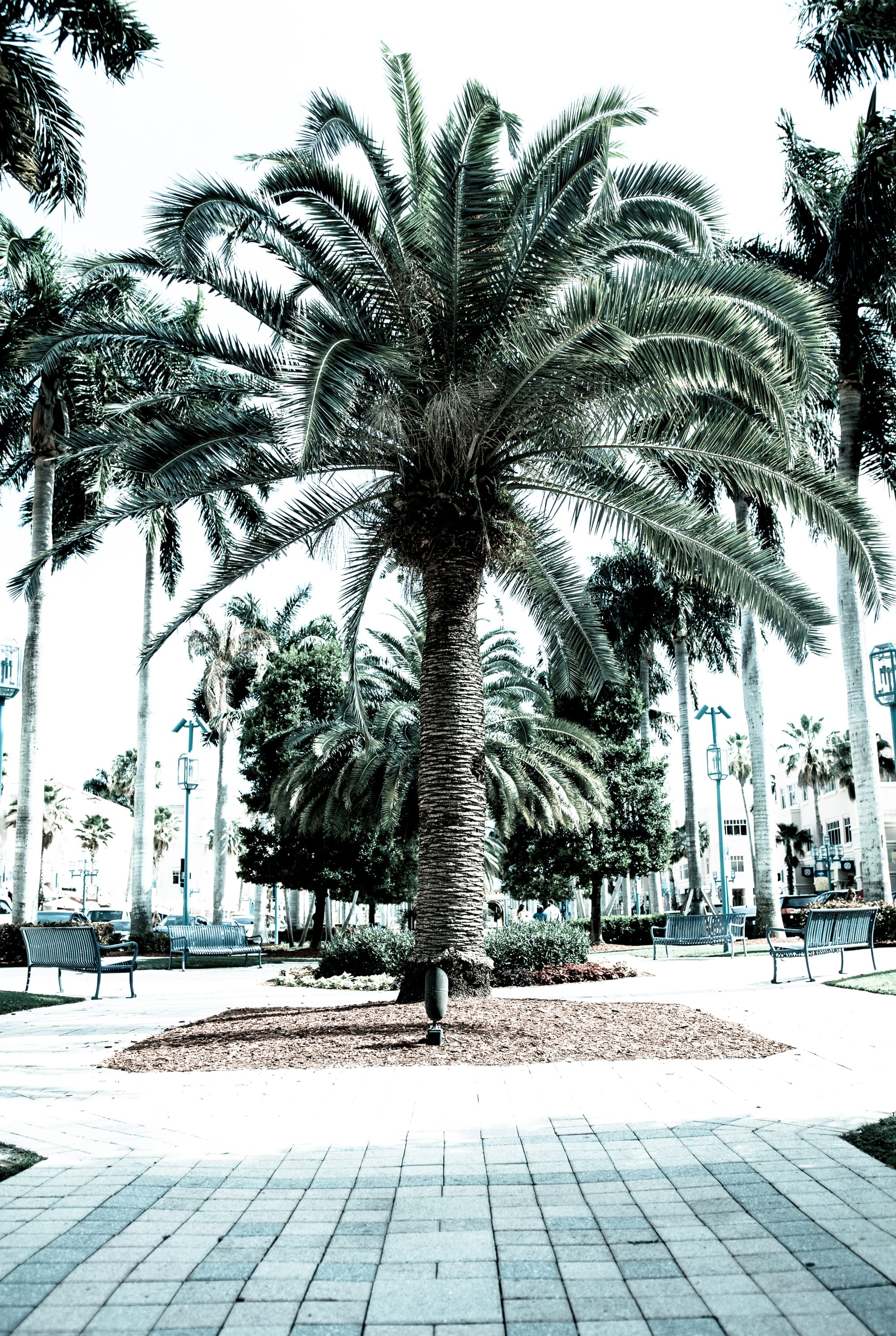 PALM TREES IN FORT LAUDERDALE, FL / B&W