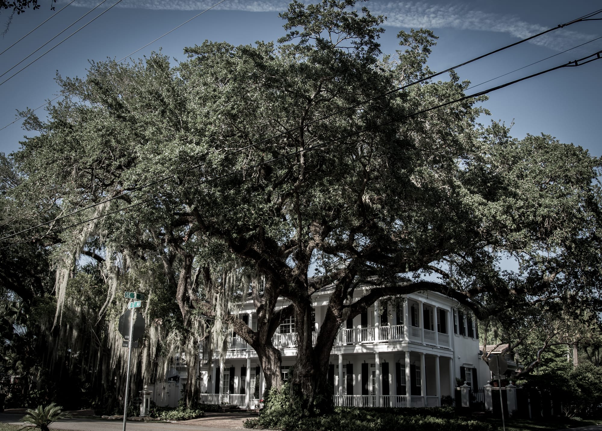 A BEAUTIFUL SPANISH MOSS, FORT LAUDERDALE, FL