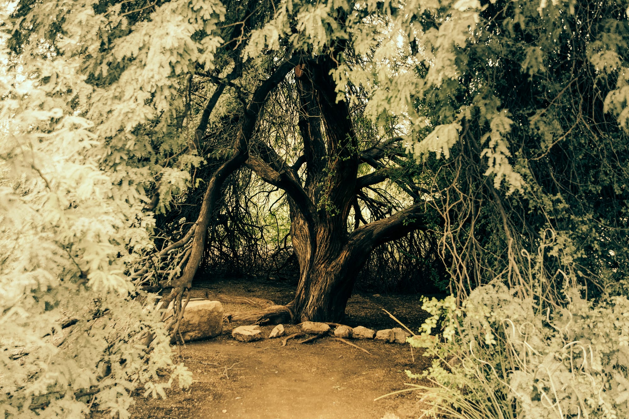 AMAZING TREE IN BOTANICAL NATIONAL PARK, AZ