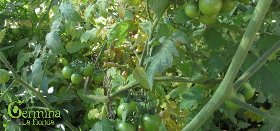 Primera Cosecha Plantabanda Ongolmo