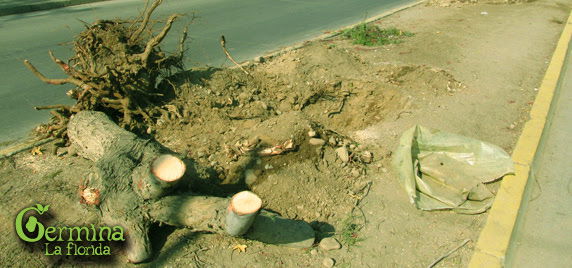 Asesinato en la Calle Santa Raquel