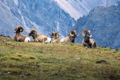 Colorado Rocky Mountains image