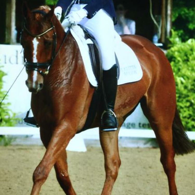 B&P Skips Dressage