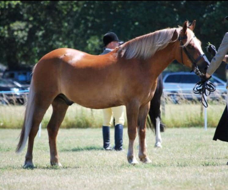 Button Farm In Hand Showing and Championship £10