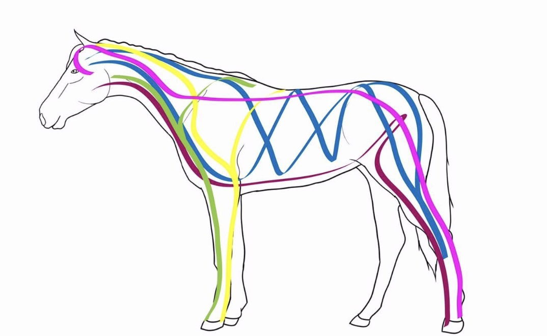 Fascia linier / Tension Lines 