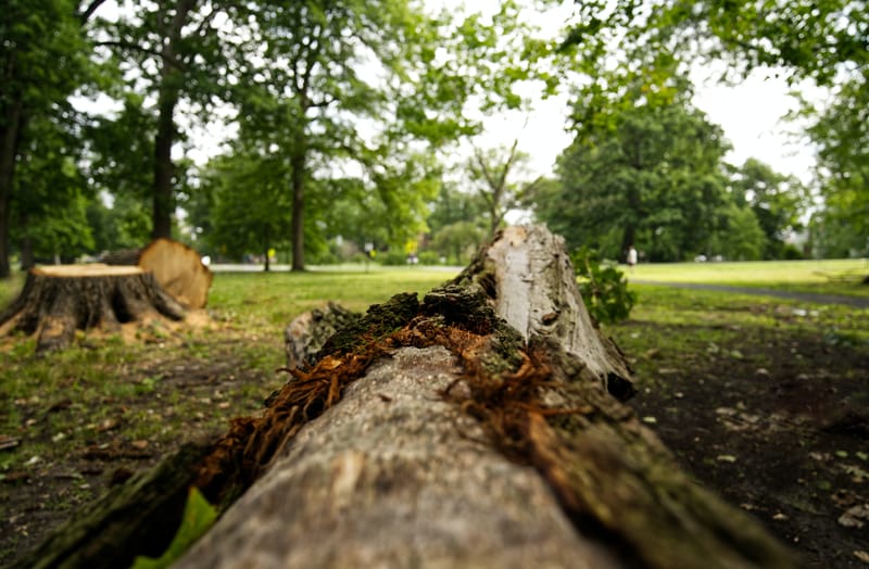 Tree Removals/Tree Trimming/Stump Grinding