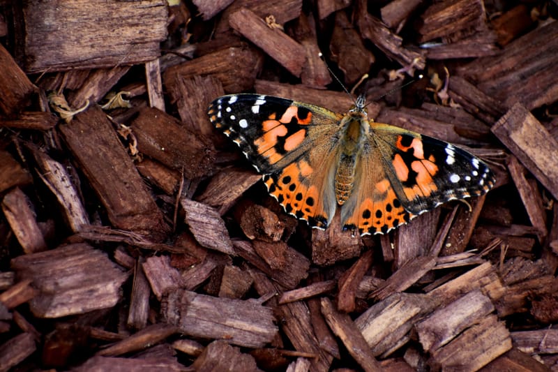 Mowing/Aeration/Pinestraw/Mulch/Trimming/Leaf Blowing