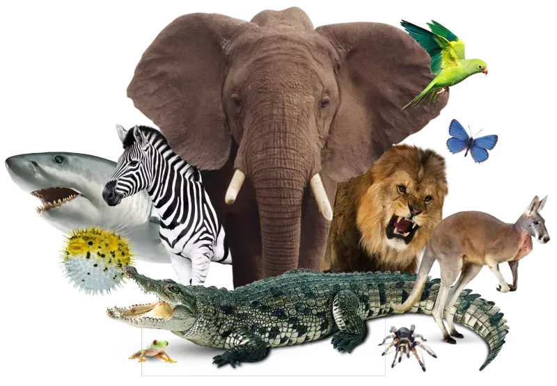 (Some Of) Our Favorite Animals (& Why We Like Them)