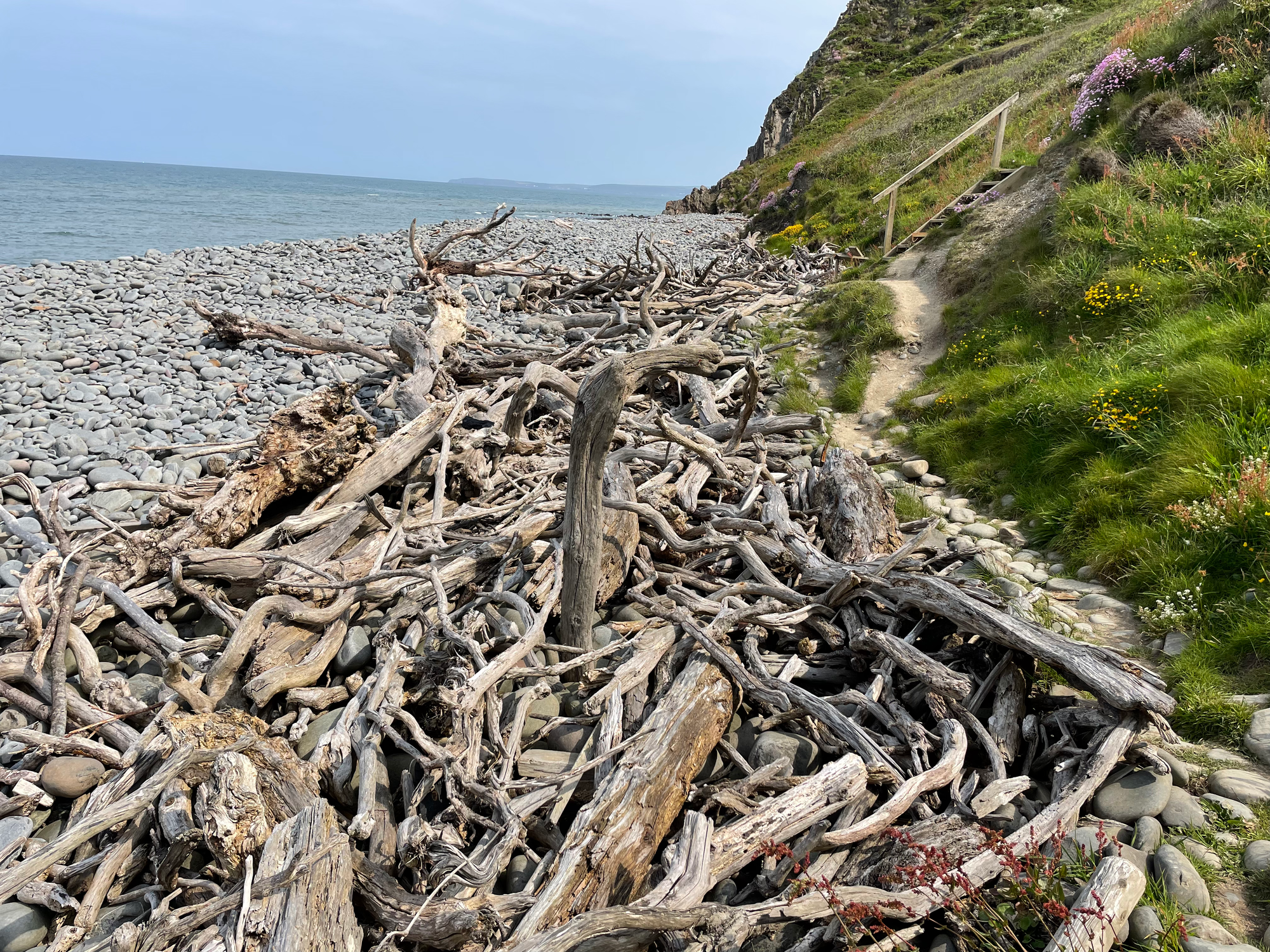 Day 8 - I've never seen so much driftwood on a beach !