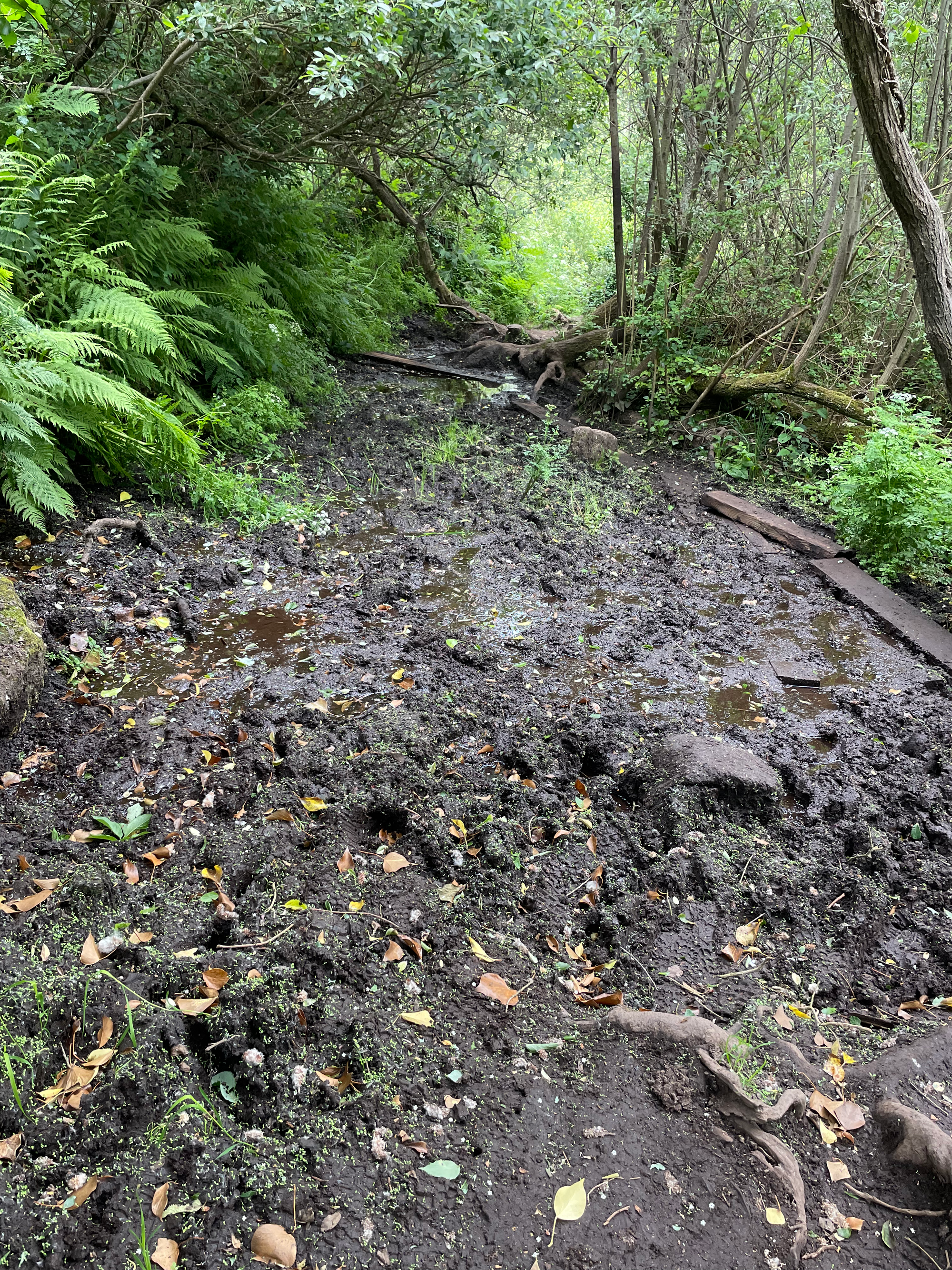 Day 25 - The first mud of the walk !